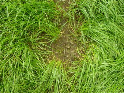 Jong nieuw gras
