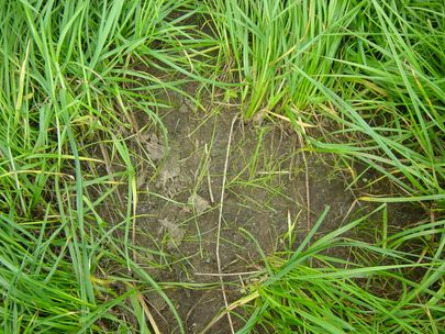 Opkomend gras